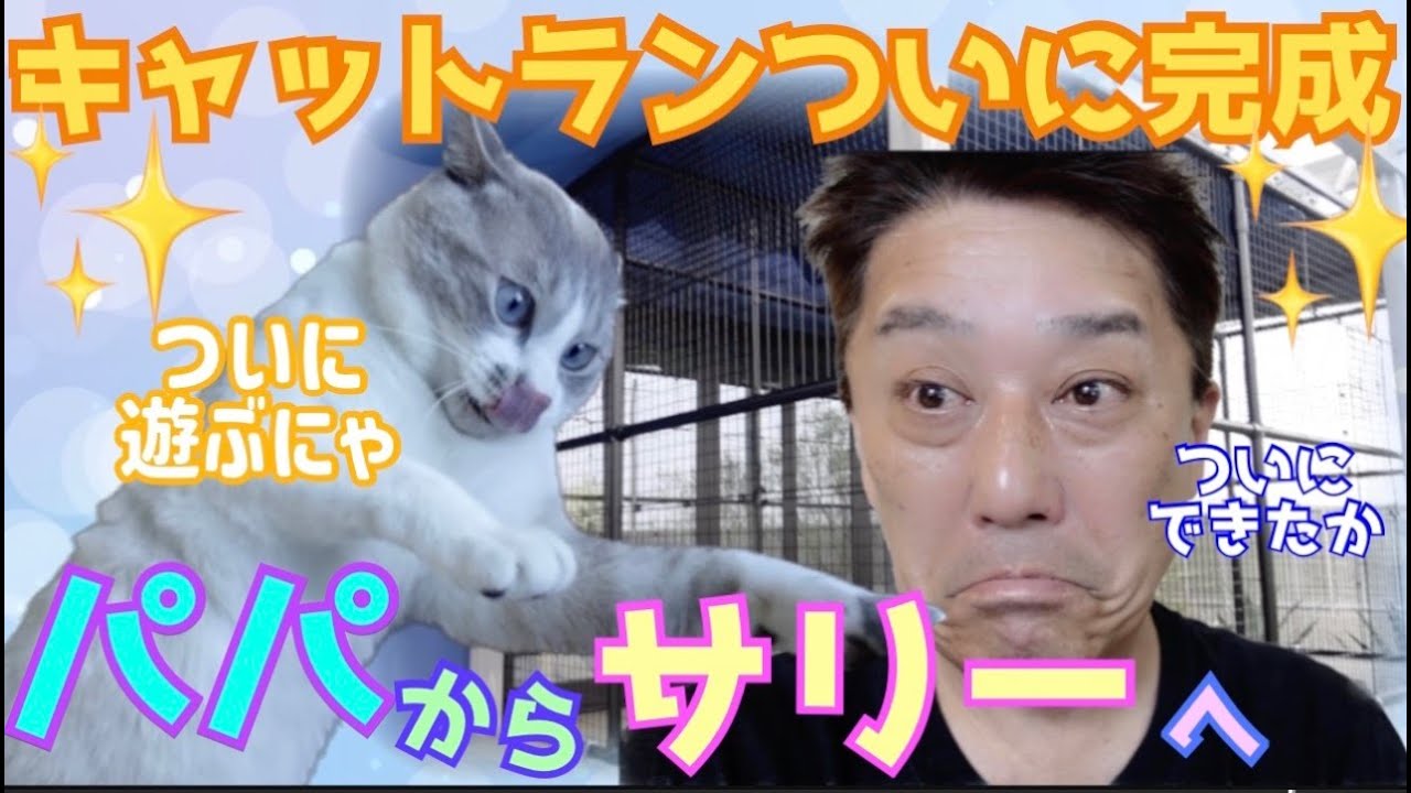 エイズキャリアのサリー君へ　～キャットランついに完成しました！～