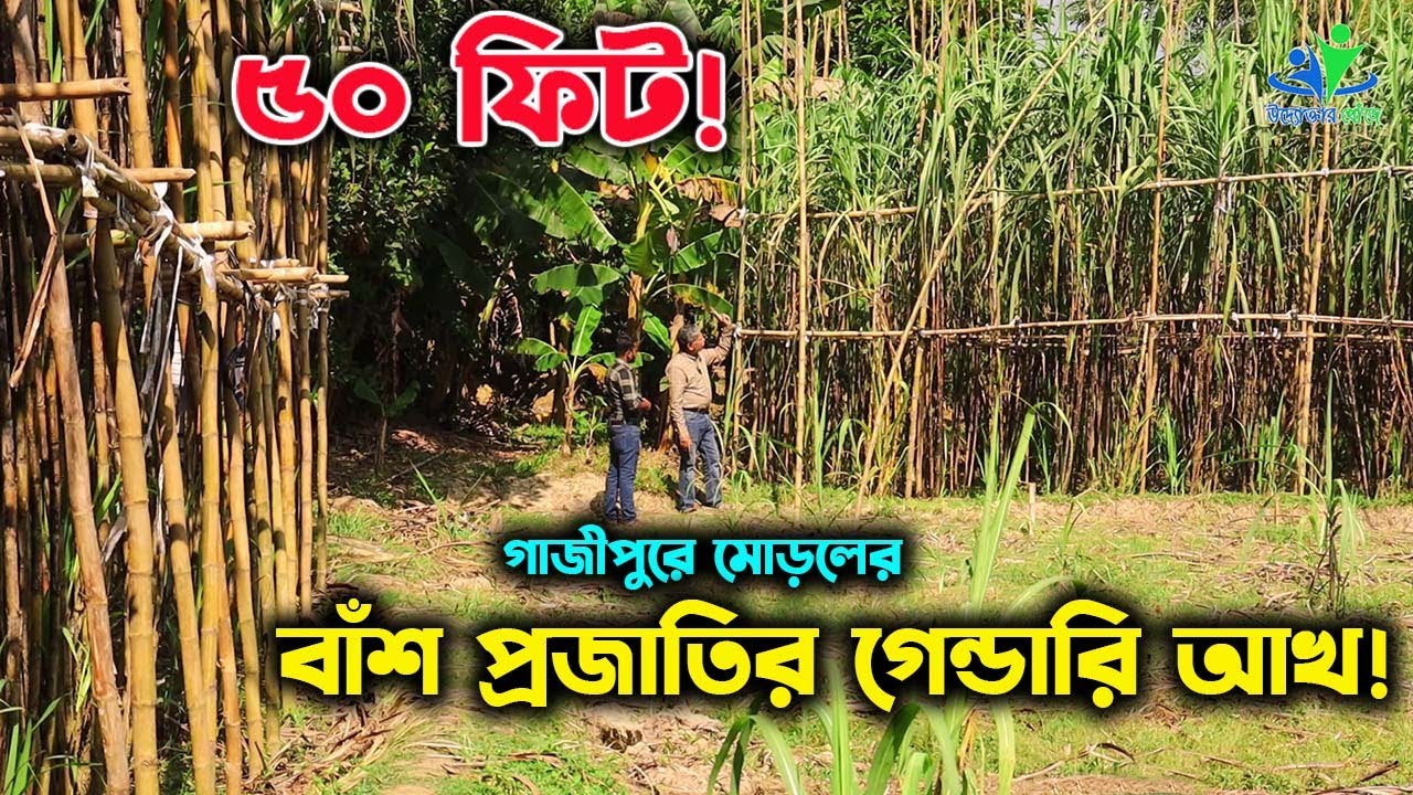 মোড়লের বাঁশ প্রজাতির আখ যা প্রায় ৫০ ফিট লম্বা হয় | উদ্যোক্তার খোঁজে