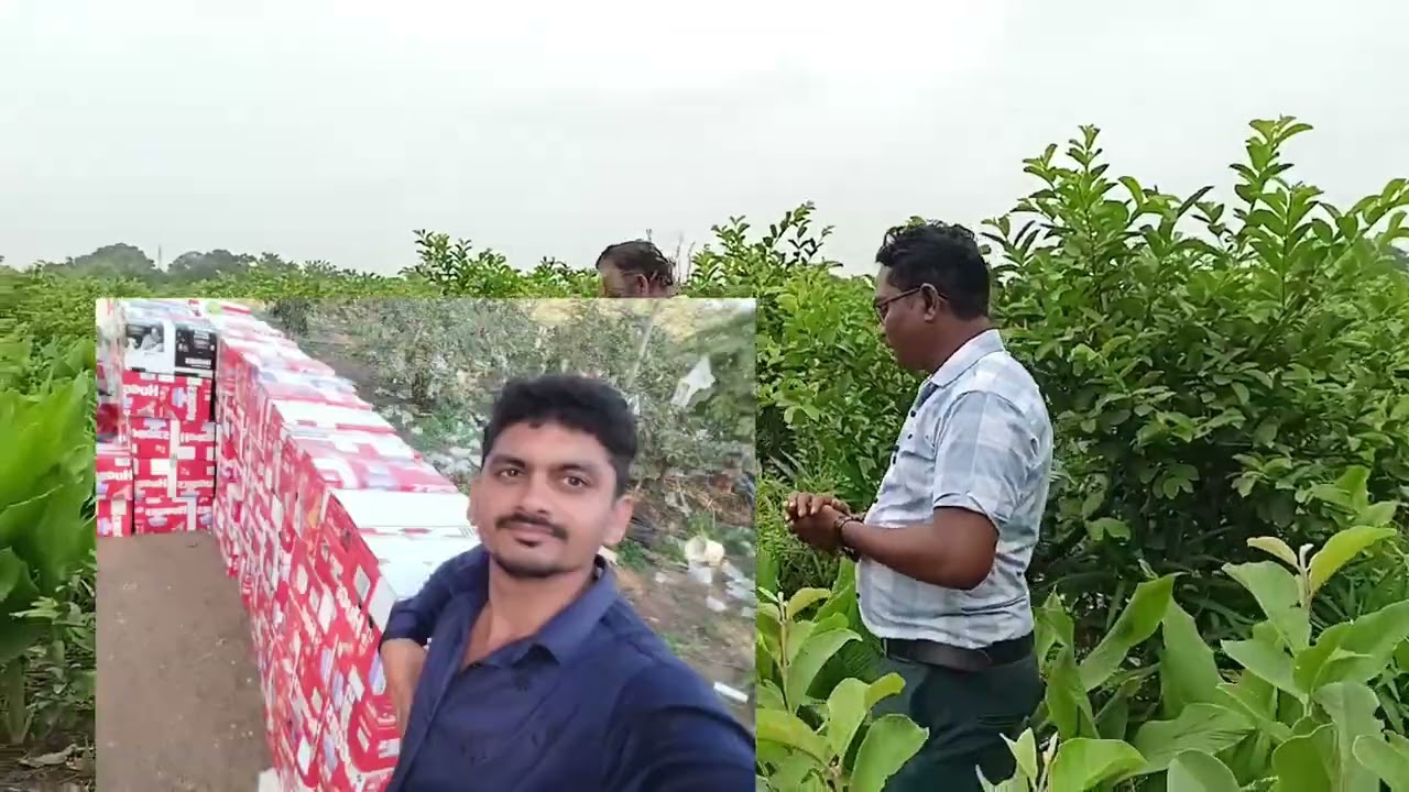 अमरूद (VNR किस्म) के बाग में हल्दी और अदरक की इंटरक्रॉपिंग (बीच की फसल) जैविक विधियों से कैसे करें।।