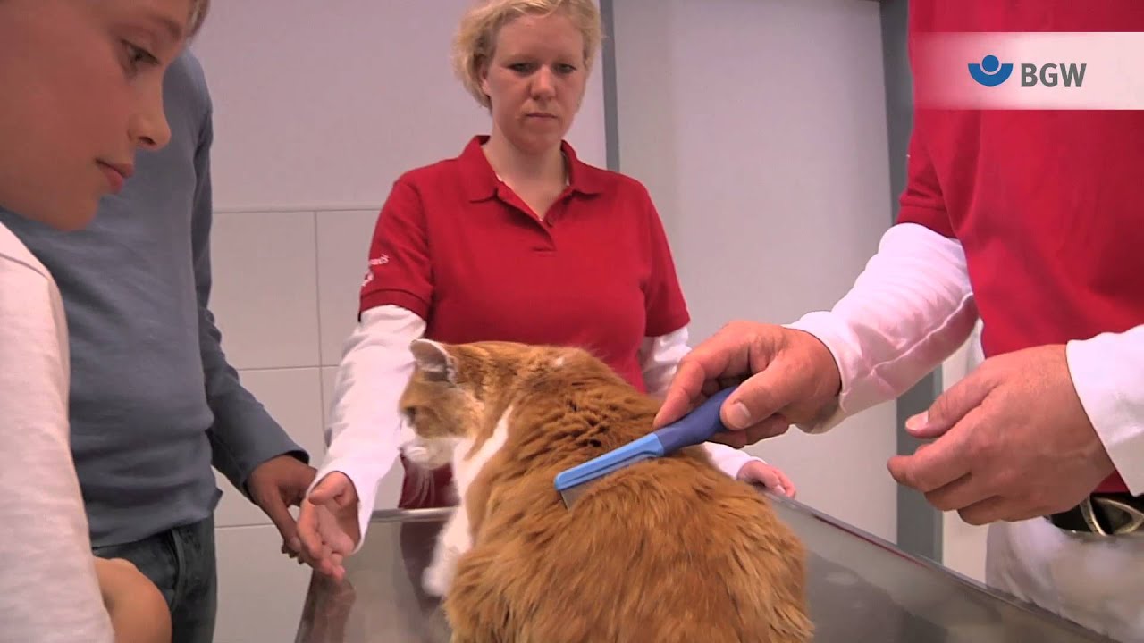 Katzen in der tierärztlichen Praxis – Tipps für einen sicheren Umgang