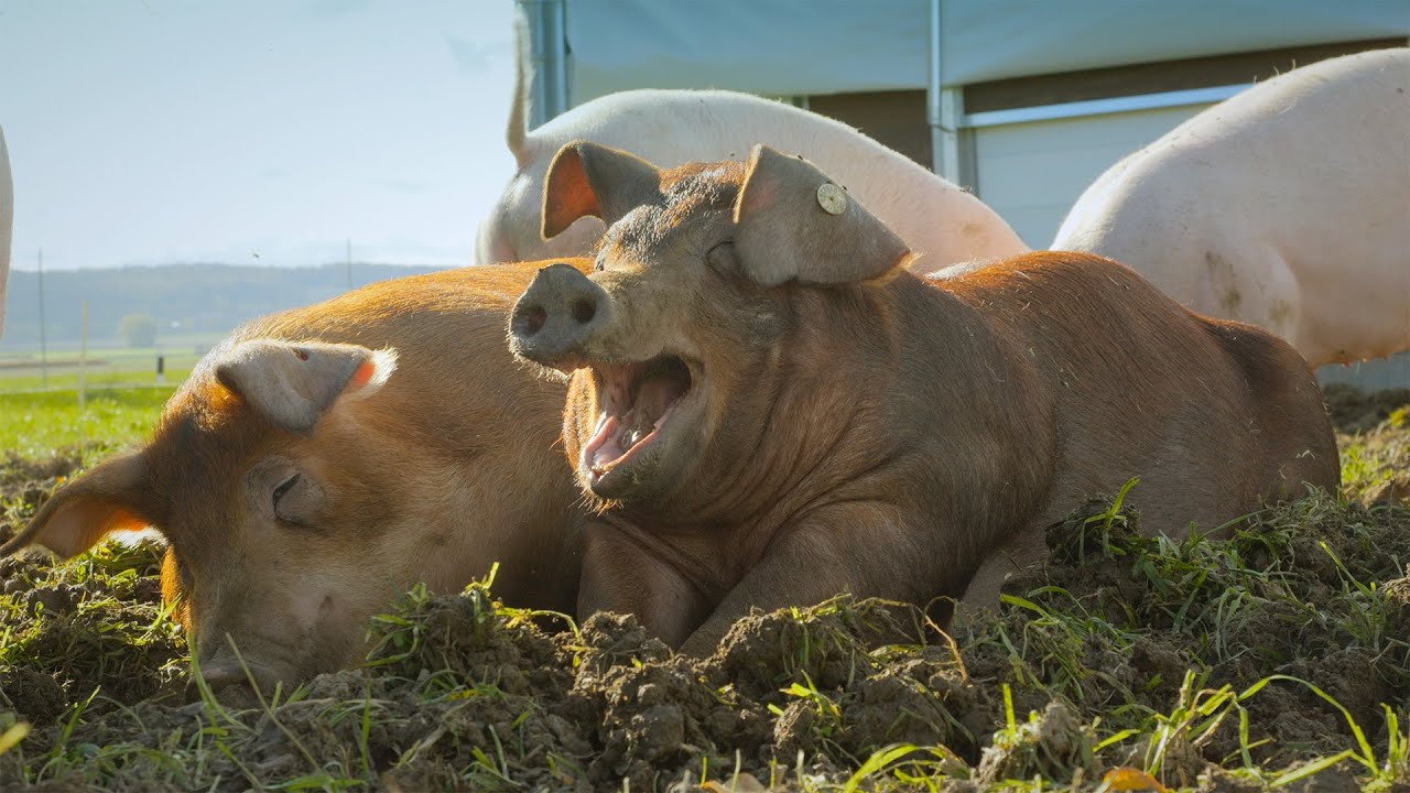 Mobilstall für Freilandschweine | Mobiler Schweinestall für Tierwohl auf der Weide – das ganze Jahr!