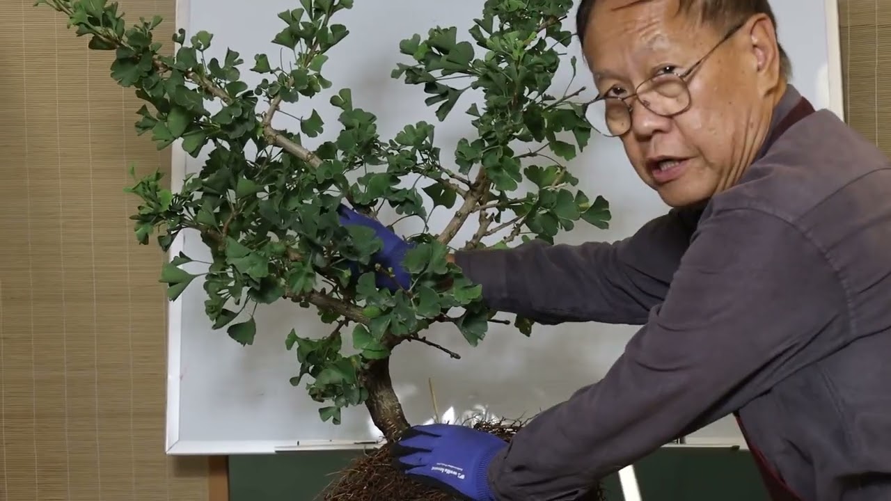 How to bonsai a Ginkgo Biloba from nursery stock part 4: Root study and placement study
