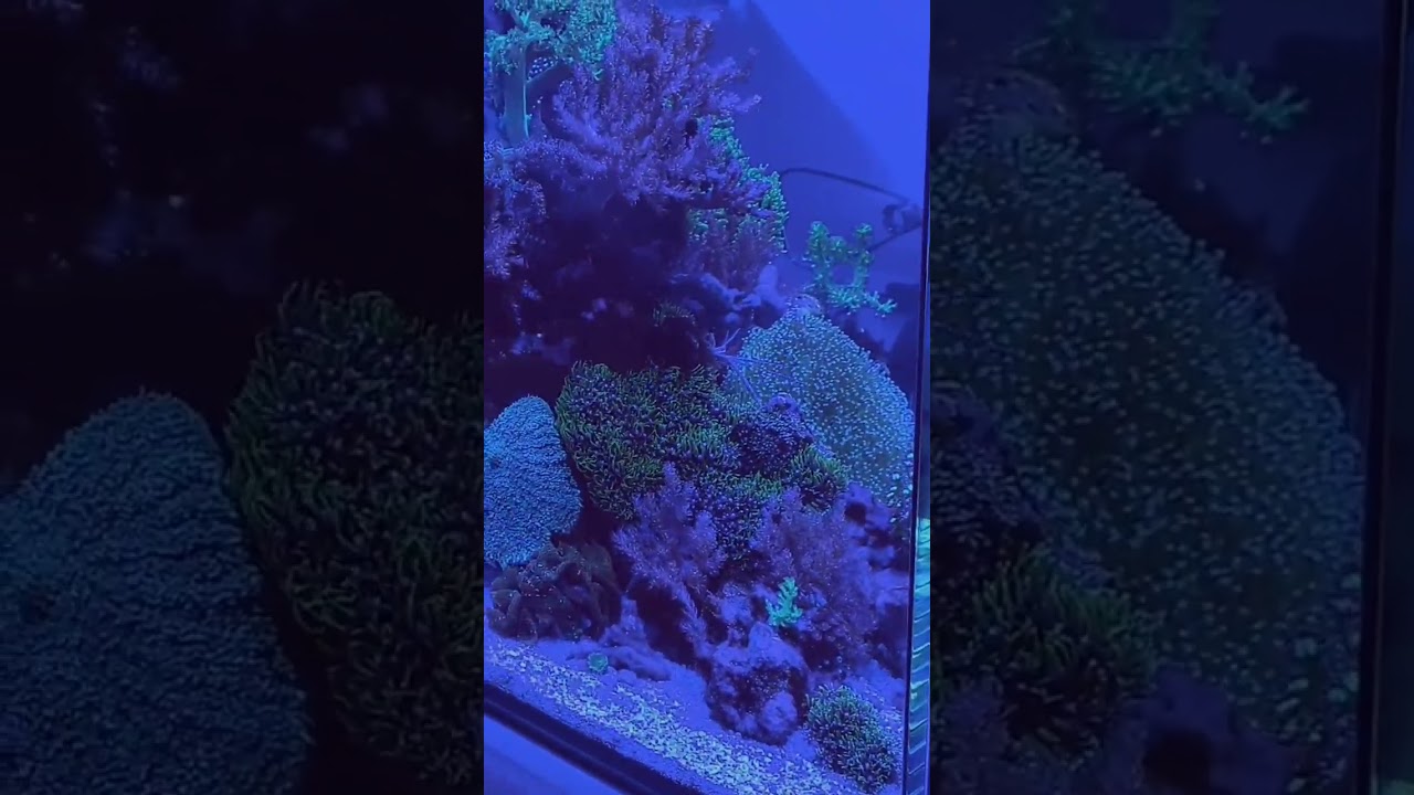 Aquaone Reefsys 180