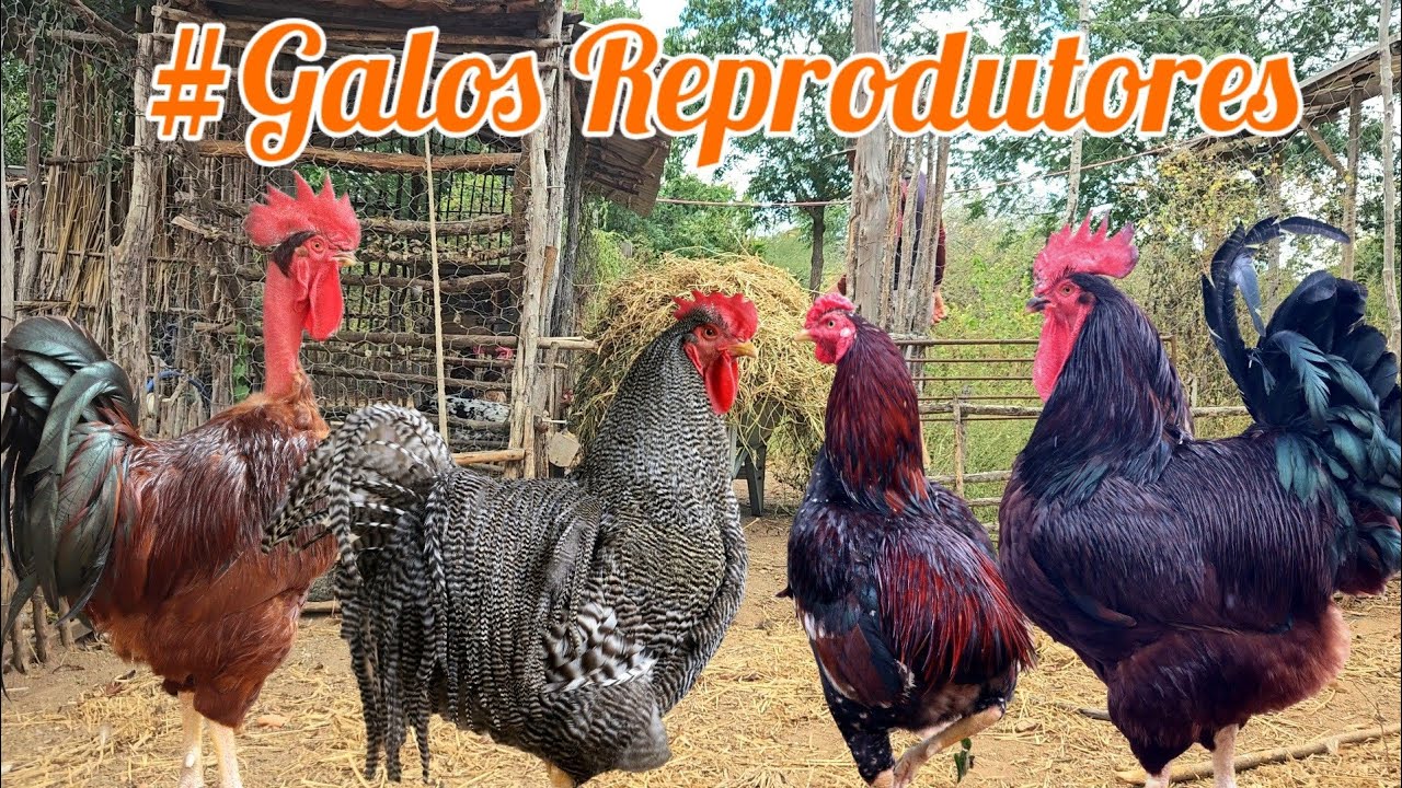 Quantos Galos devo Manter no Plantel? 