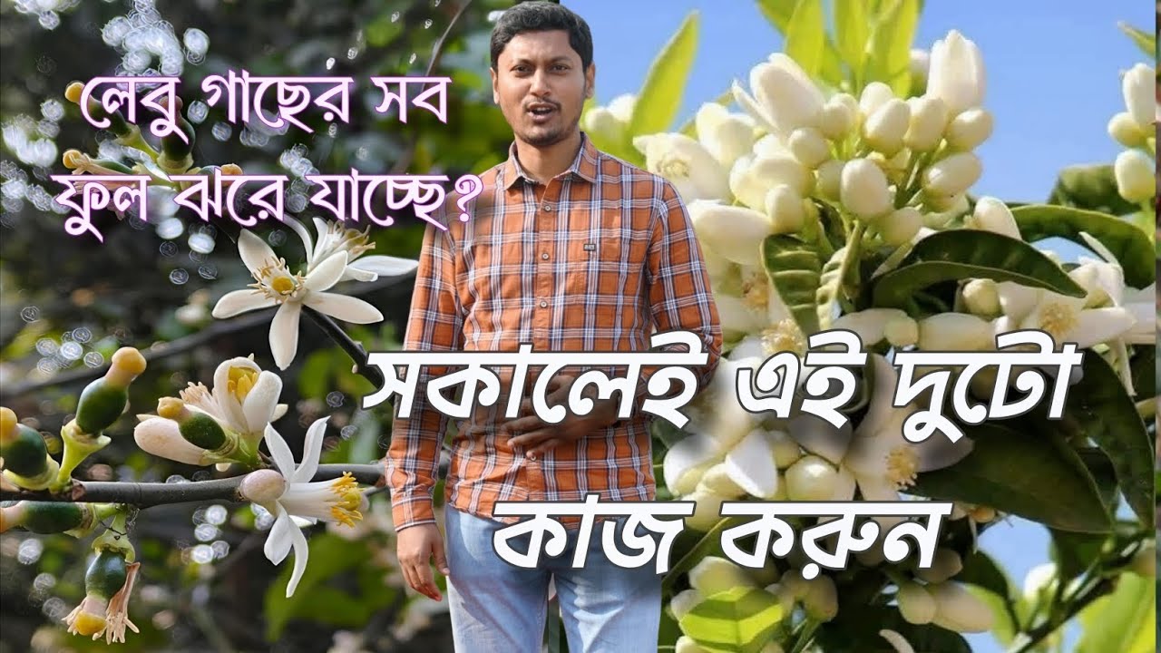 লেবু গাছের ফুল ঝরে পড়া বন্ধ করতে চান? এই দুটি কাজ করুন আজই #lebugach #lemonplantflower #diygarden 