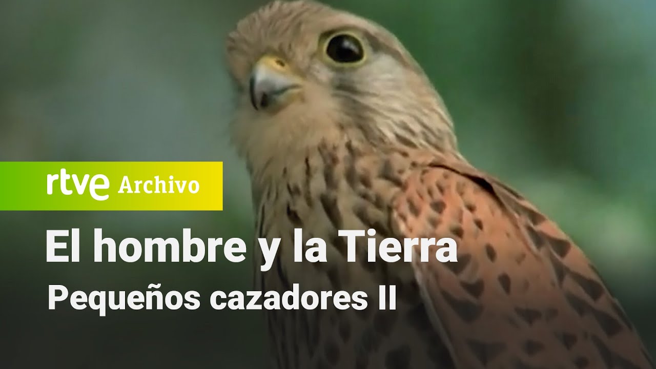 El hombre y la tierra: Capítulo 100 - Pequeños cazadores II | RTVE Archivo