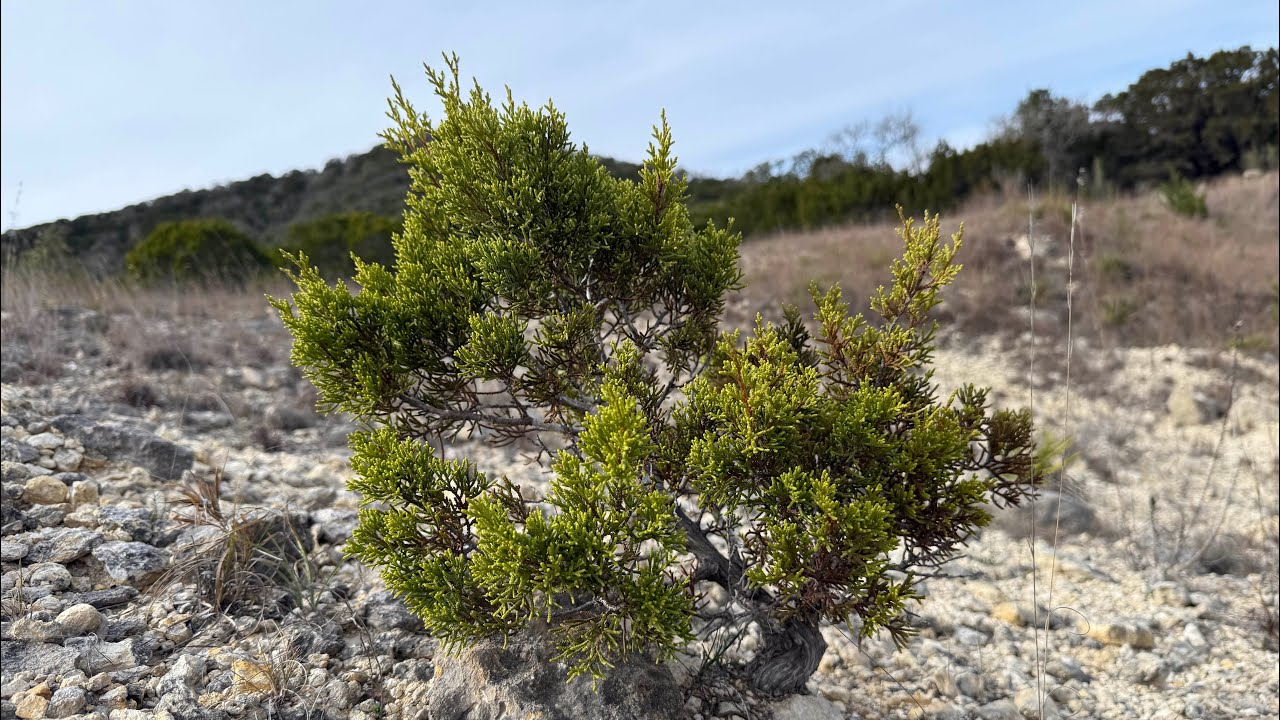 Hill Country State Natural Area Yamadori 