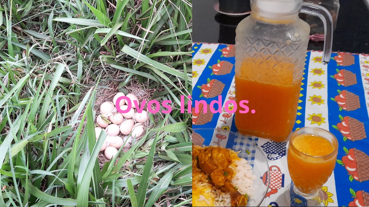 ROMILDO ACHOU O NINHO DA GALINHOLA ,JANTINHA DELICIOSA.