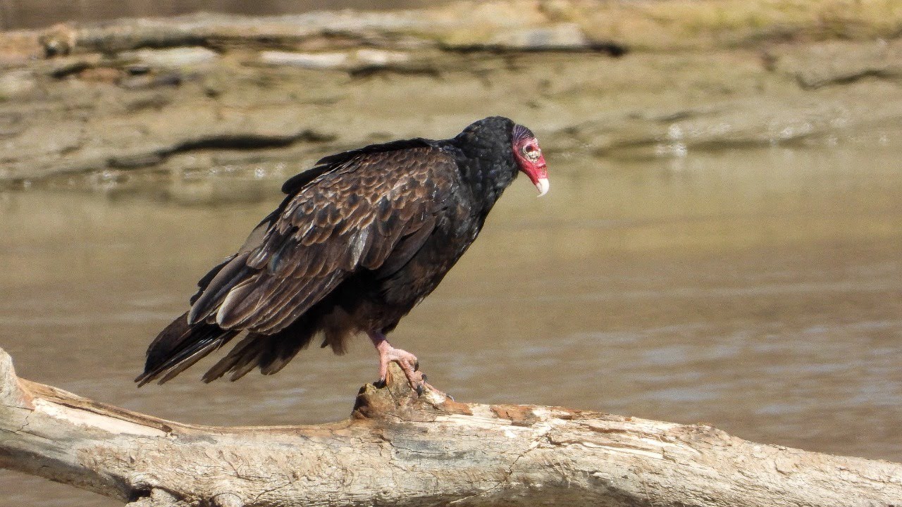 Early Spring Migrants and Nest Box Maintenance