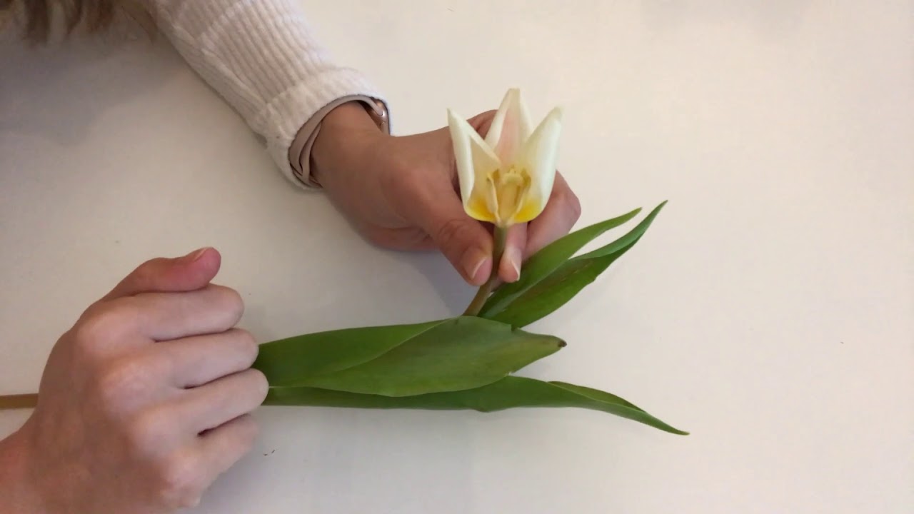 Klas 1: Bloemen (5.4)