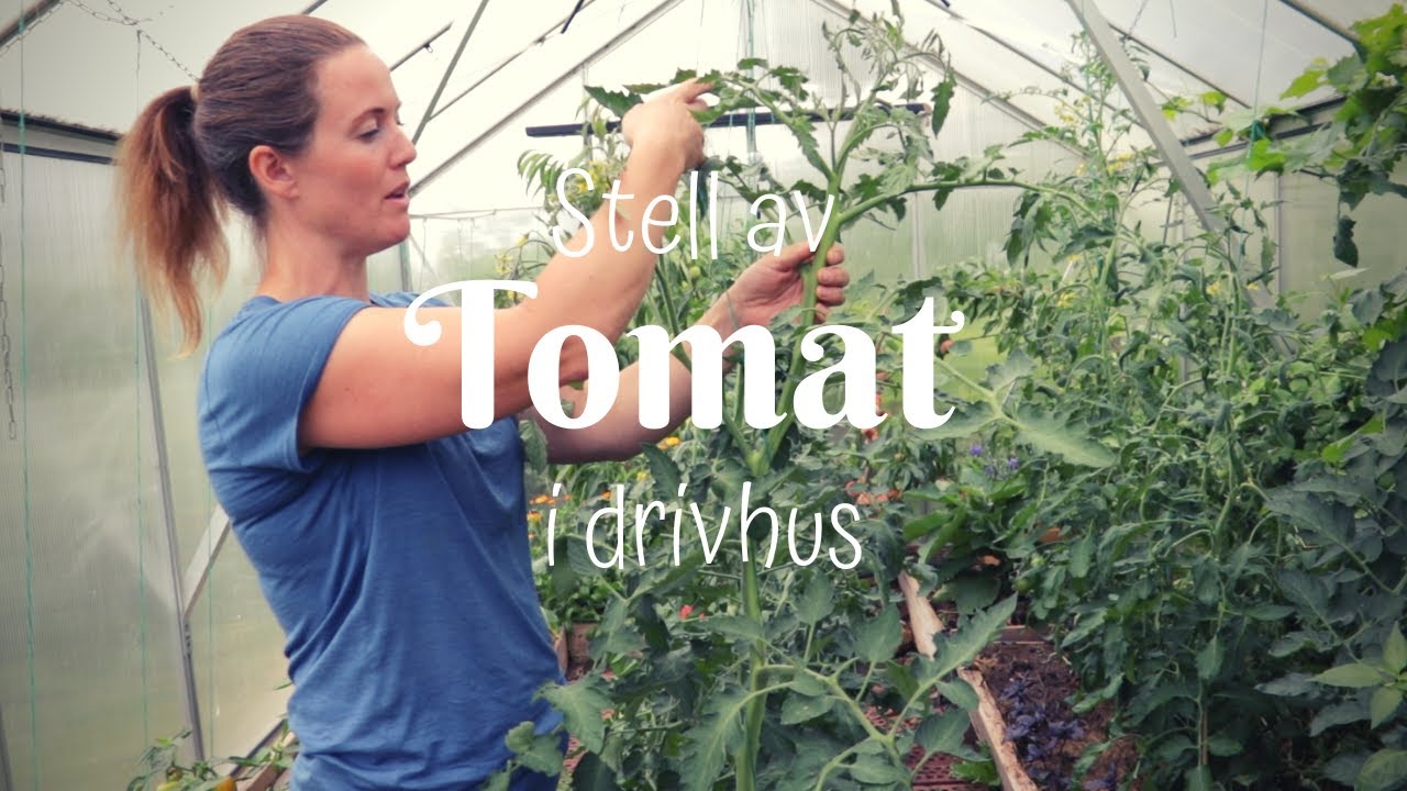 Stell av tomatplantene i drivhuset | Tyver, binder opp og pollinerer