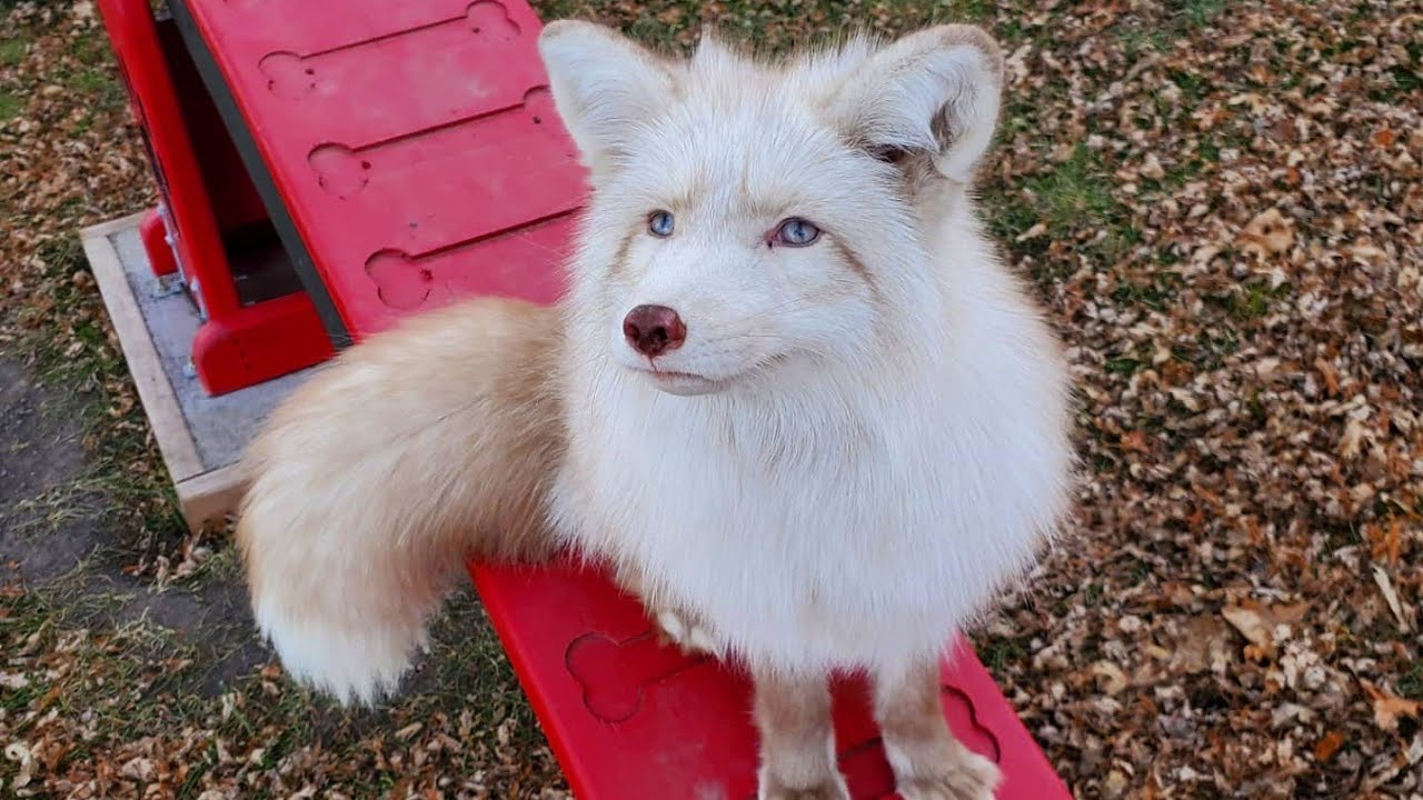 Play time and agility with Floofala Fox and Serafina Fox