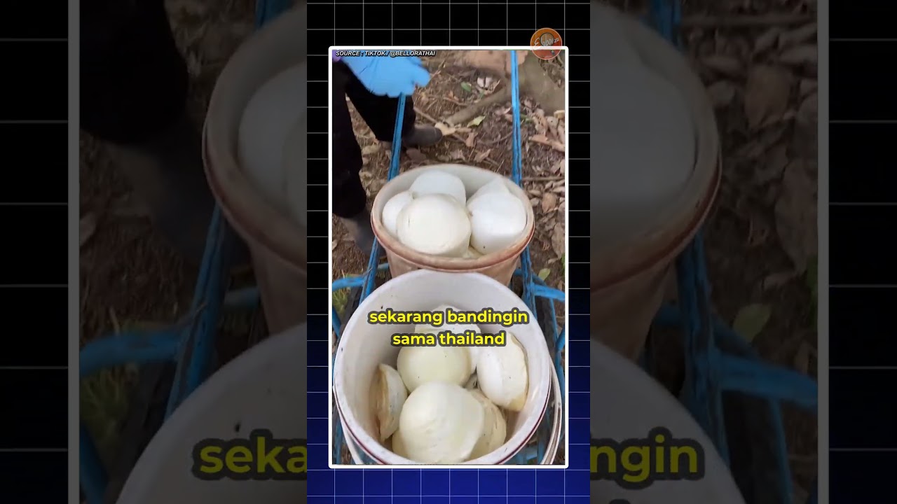 Kenapa Karet Thailand Lebih Dihargai dari Indonesia? #shorts #youtube #fyp #karet #thailand #lateks