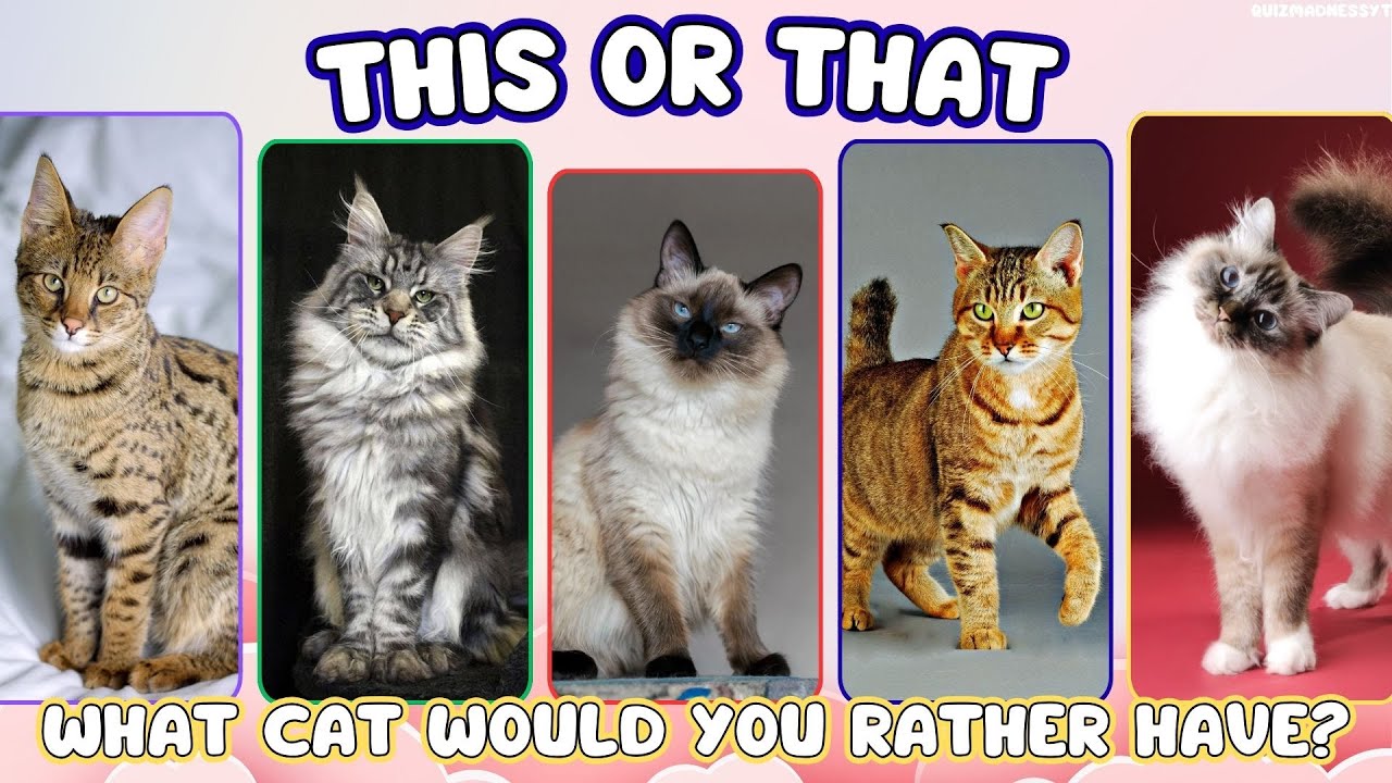 This or That: Which Cat Breed Do You Want?