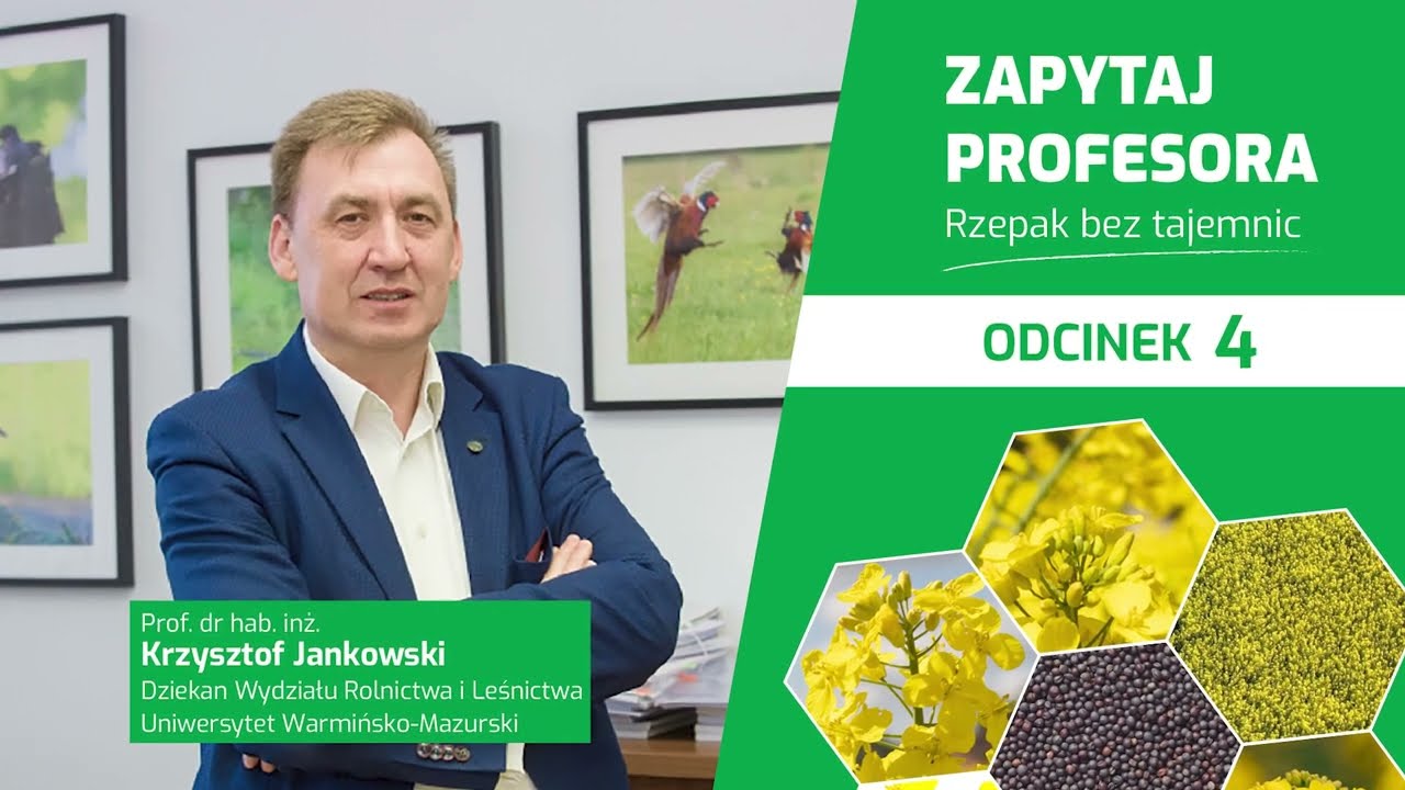 Rzepaki odporne na Verticillium, Sclerotinia i Phoma? Kiedy? | Zapytaj Profesora