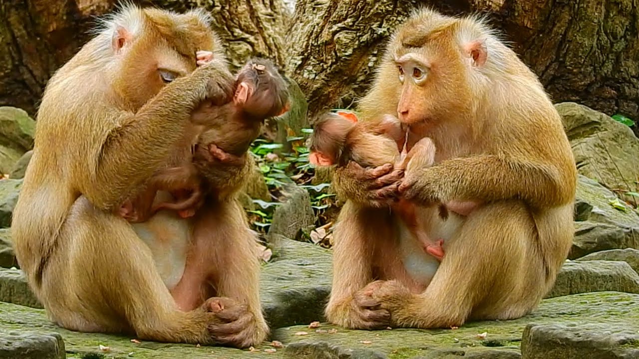 Newborn Baby Really Need Mom Nursing, The Umbilical Cord Still Wet and Attached | Baby Monkey Rina