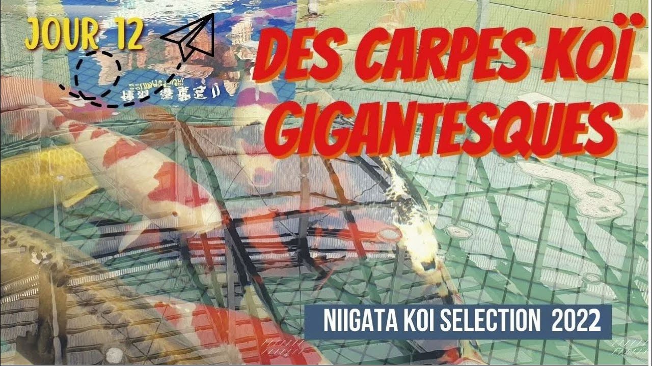 Des magnifiques Doitsu Showa ( Niigata koï sélection 2022 )