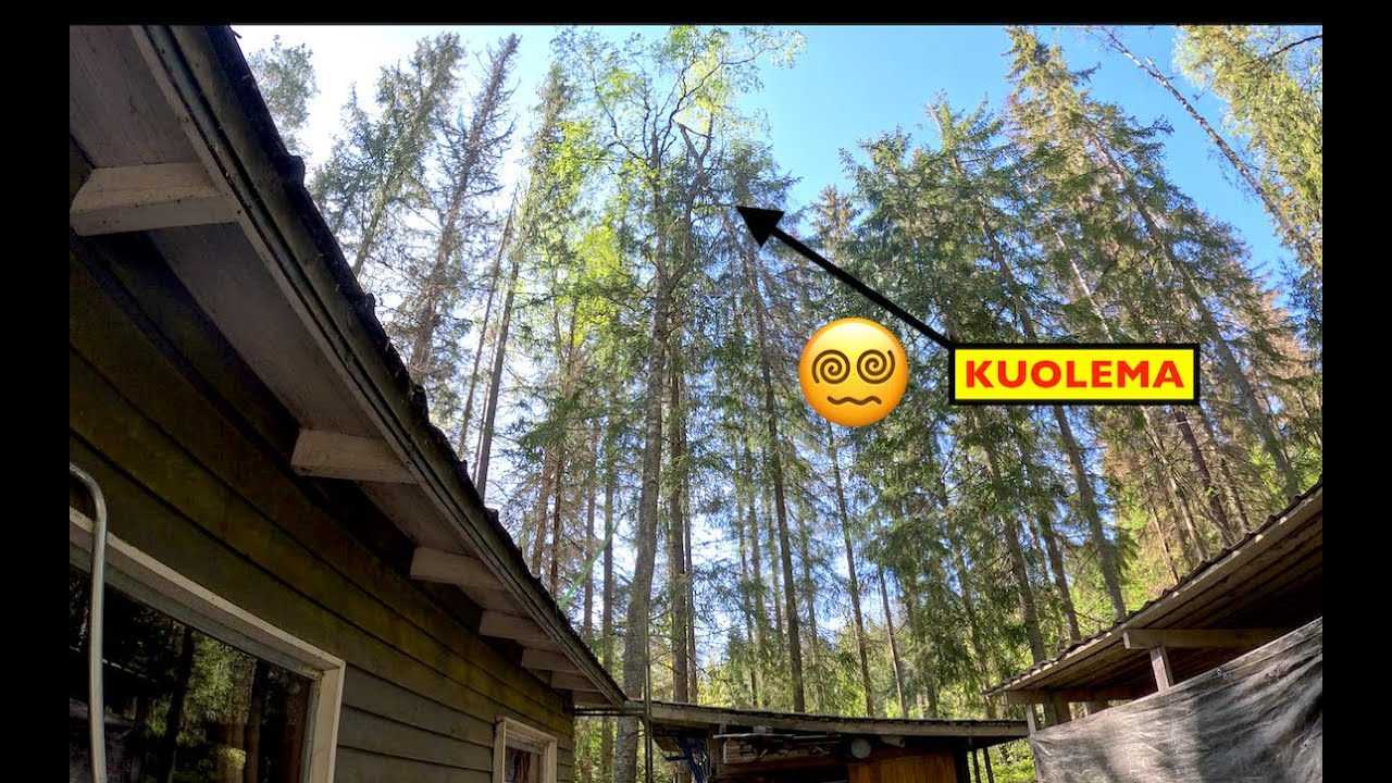 Aivan hirveitä kaataa nämä tämmöset puut🤯. Pro Finnish Lumberjack And Husqvarna 572 xp.
