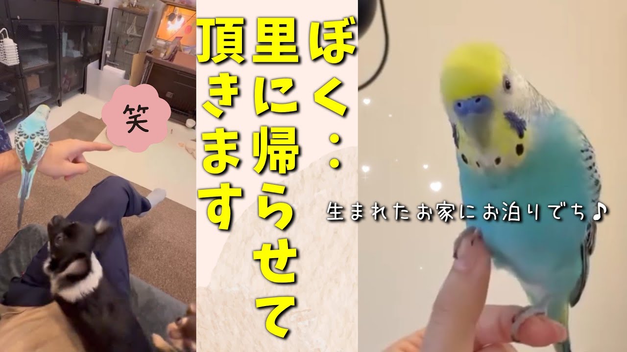里帰りで成長したインコ#おしゃべりインコ#二泊三日#セキセイインコぬち#インコの里帰り
