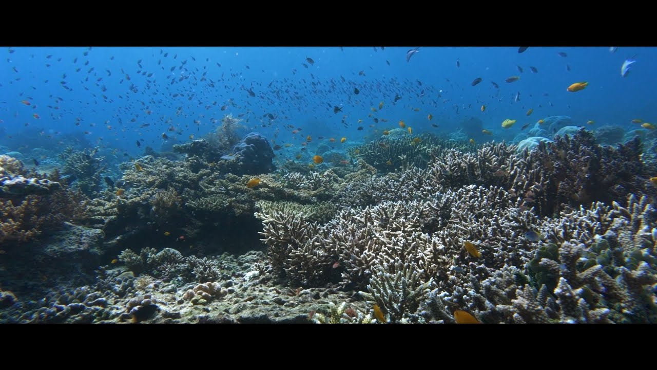 Diving in Raja Ampat (West Papua) 01.2024