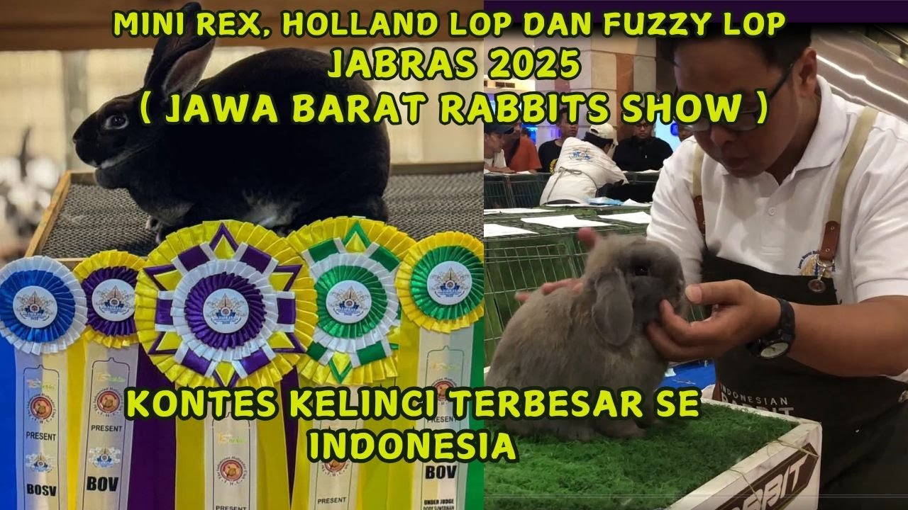 3 jenis Kelinci paling keren Di EvenJAWA BARAT RABBIST SHOW ( HL, Fuzzy lop dan Mini REX )