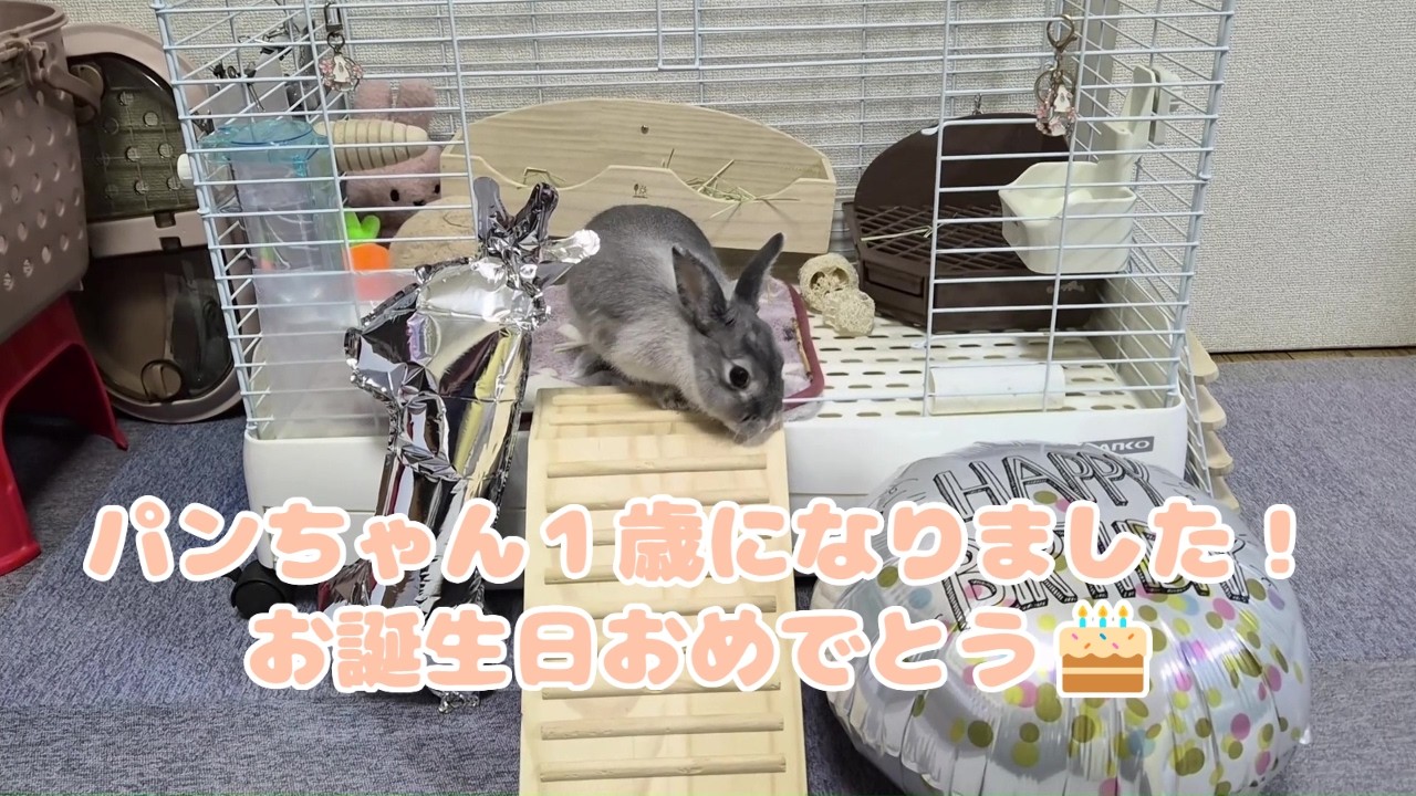 誕生日に新しいおやつをもらったうさぎさん🐰