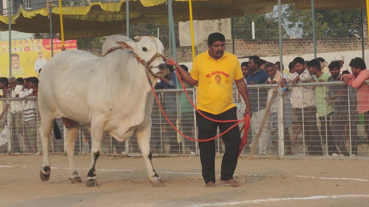 చిలకలూరిపేట గ్రామం న్యూ కేటగిరి విభాగం 2వ జత   RVS BULLS