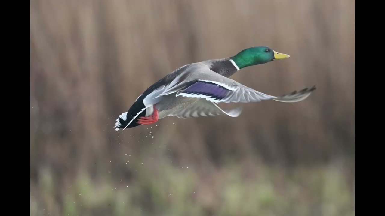 Mallard drake taking to the air
