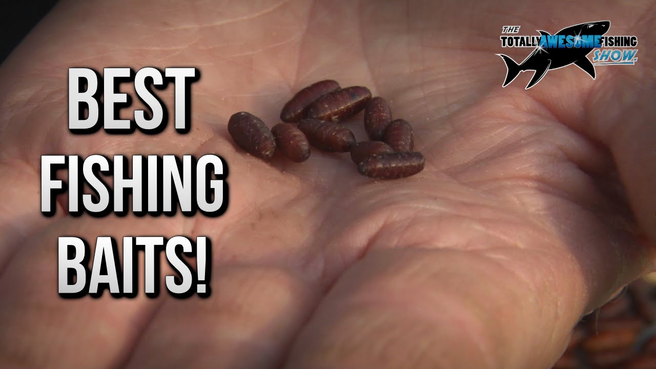 Best Freshwater Fishing Baits - Casters | TAFishing