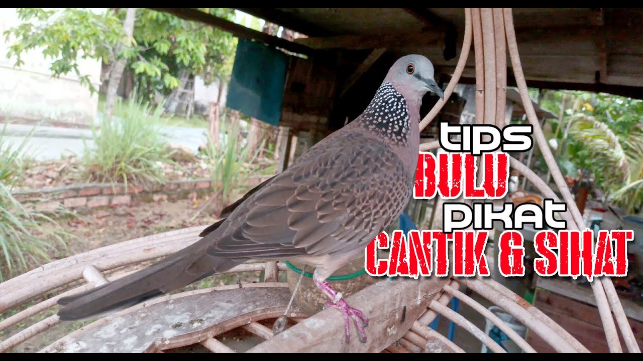 TIPS PENJAGAAN BULU PIKAT DAN MAKANAN TAMBAHAN UNTUK PIKAT TERKUKUR / DERKUKU.