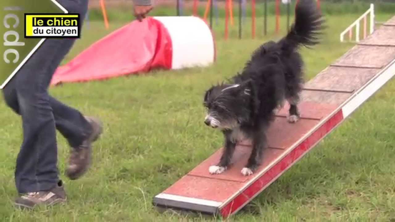 Comment éduquer son chien en bougeant ? (partie 4: les obstacles à zones)