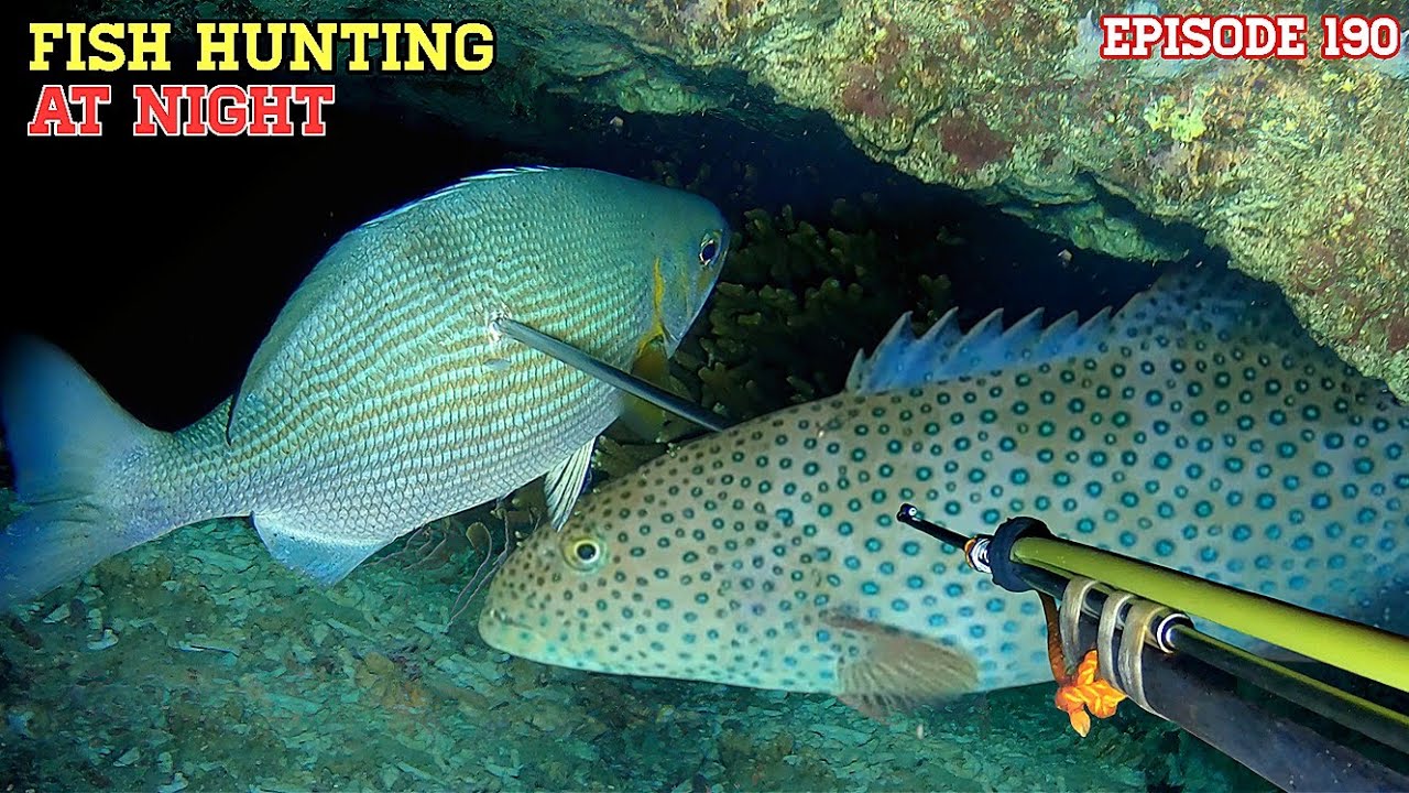 NIGHT SPEARFISHING EPISODE 190 | FISH HUNTING AT NIGHT
