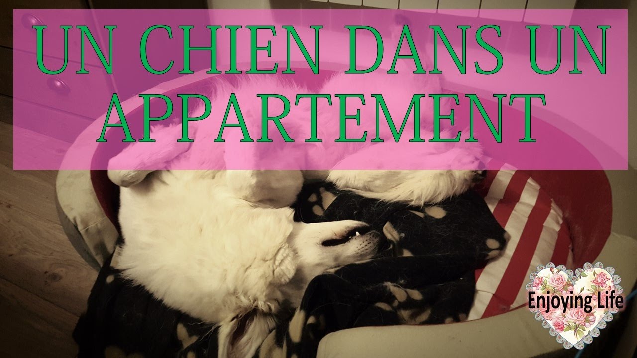 UN CHIEN EN APPARTEMENT? BONNE OU MAUVAISE IDÉE? ✿ Enjoying Life