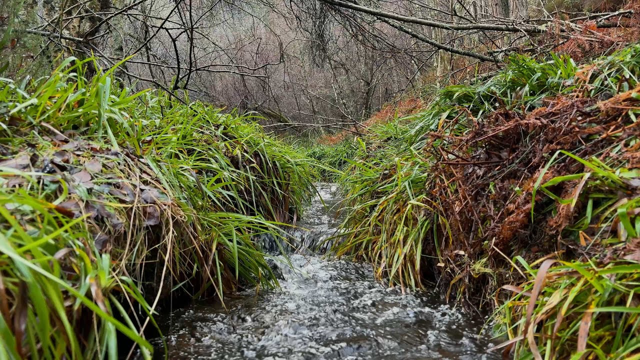 Green Forest Stream — 20 Minutes of Natural Flow | Scotland