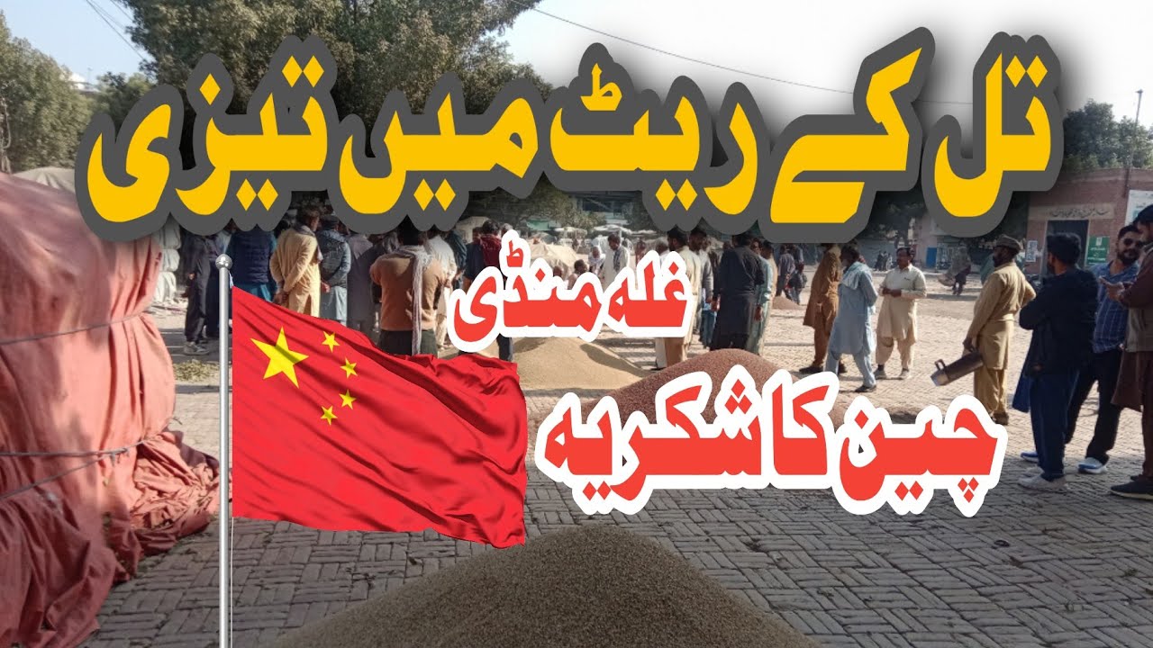 Best Sesame Rate Today in Punjab | Till Price in Ghala Mandi | Sesame Market Update 2026