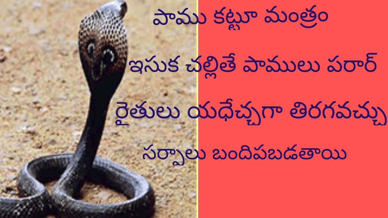 పాములను తరిమి కొట్టే మంత్రం