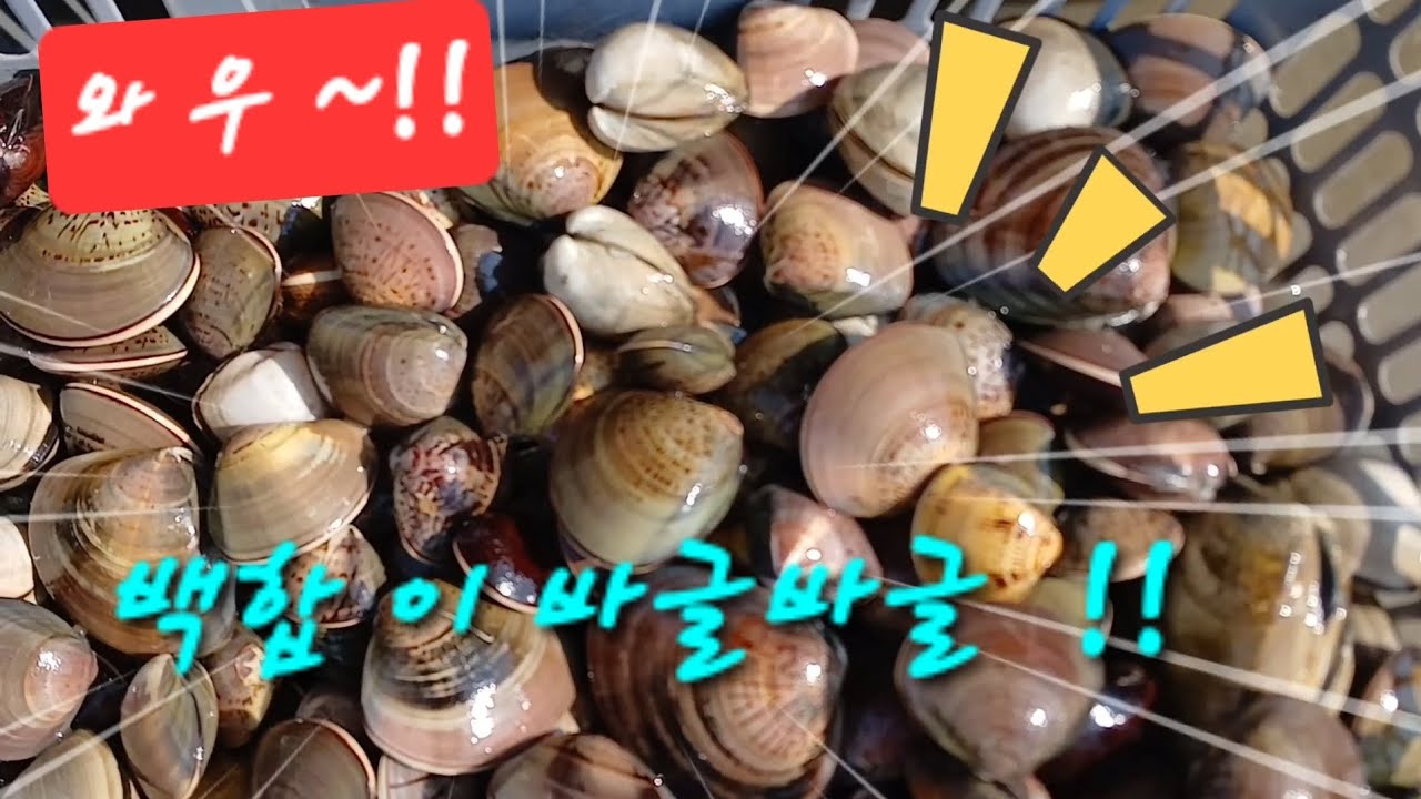 대박 👍 백합이 바글바글 !!  난생 처음보는 신기한 갯벌 현장 #해루질 #백합조개 #fishing # 바글바글 #신비스런 #바다투망 #힐링 