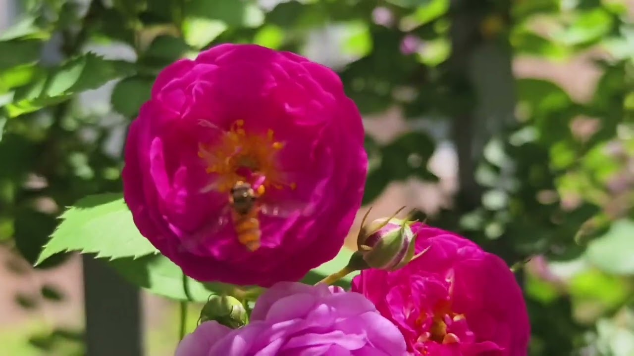 158集《百花争艳》微视频第132集《盛开的月季花（5）》