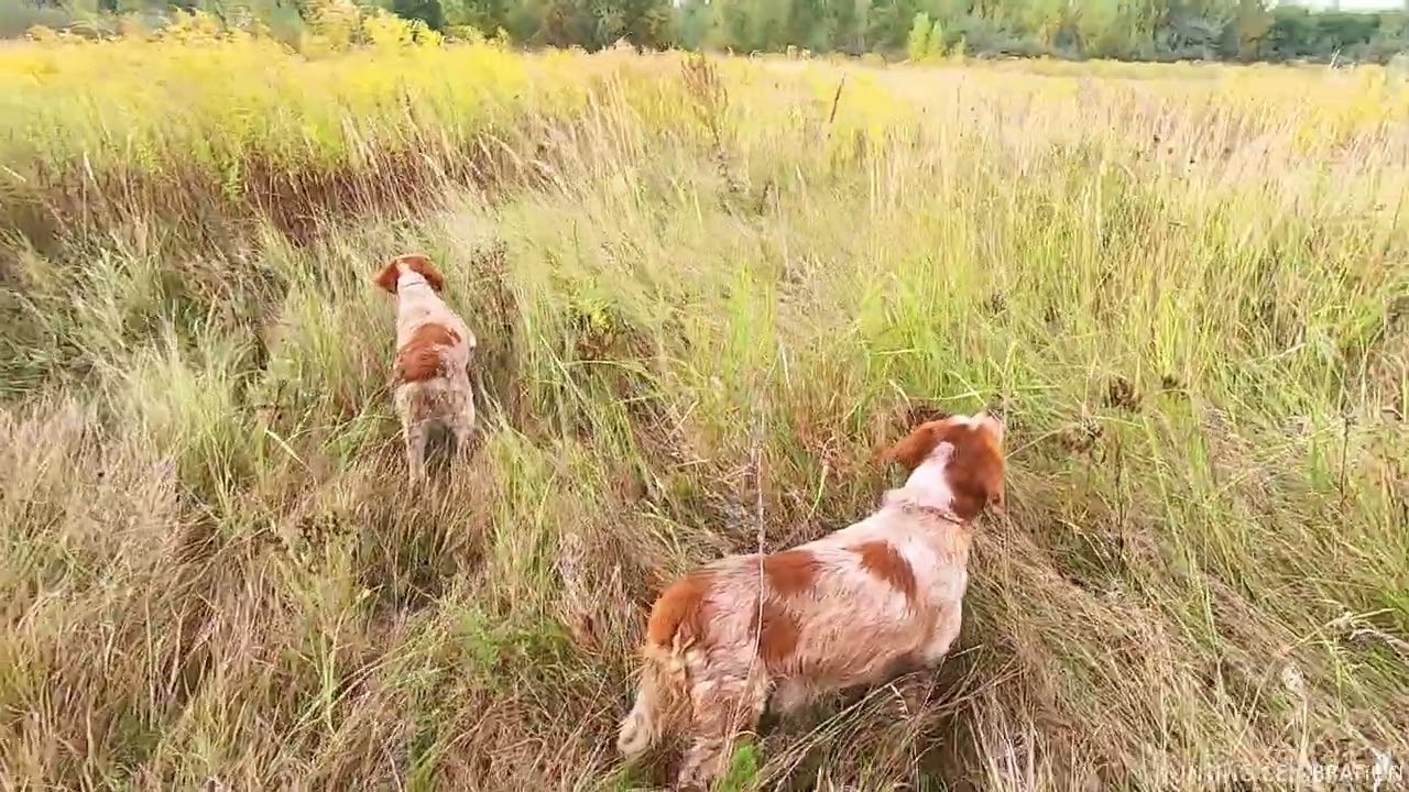 Epagneul Breton ERNESTO & COLETTE HUNTING CELEBRATION and Gray Partridge 20.09.23