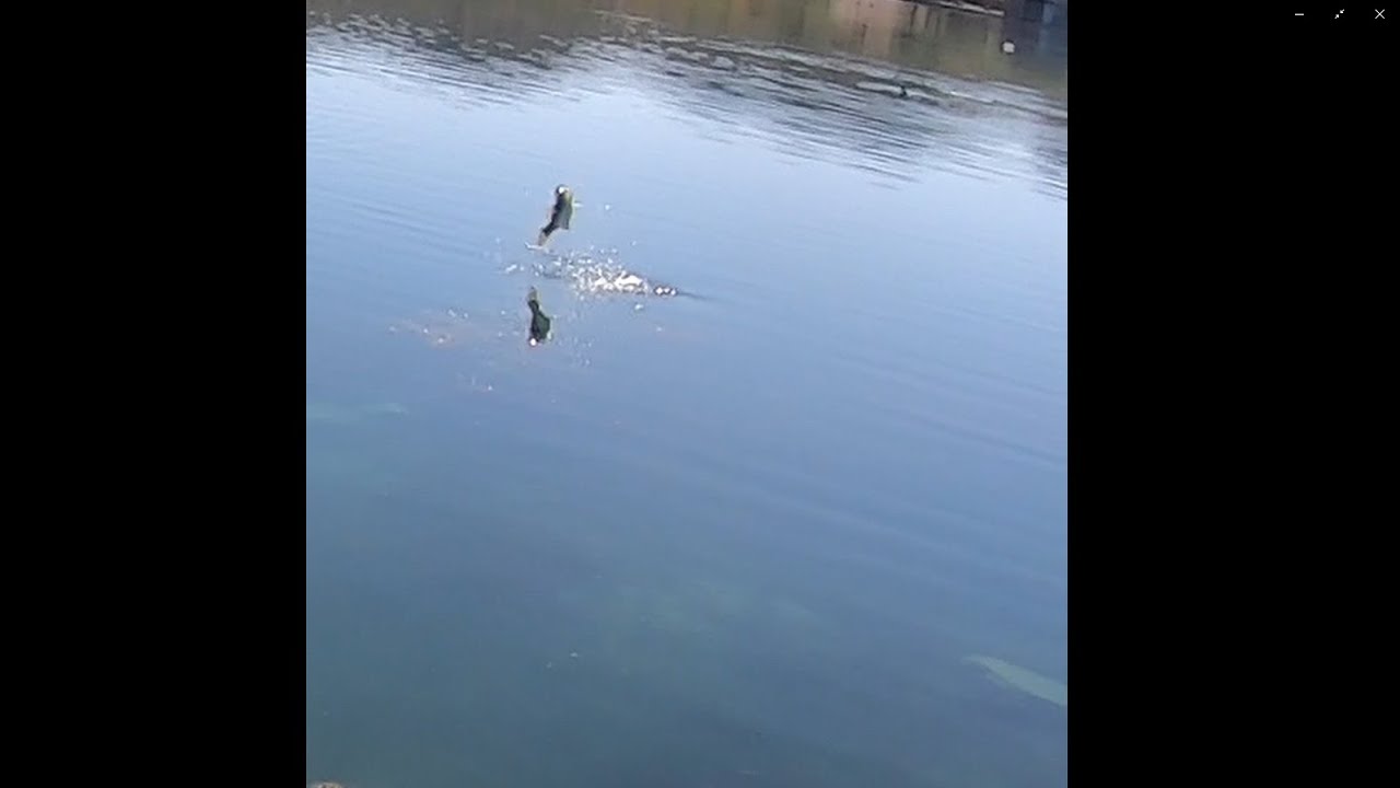 Bass Eats Dragonfly Out of Mid Air!! 