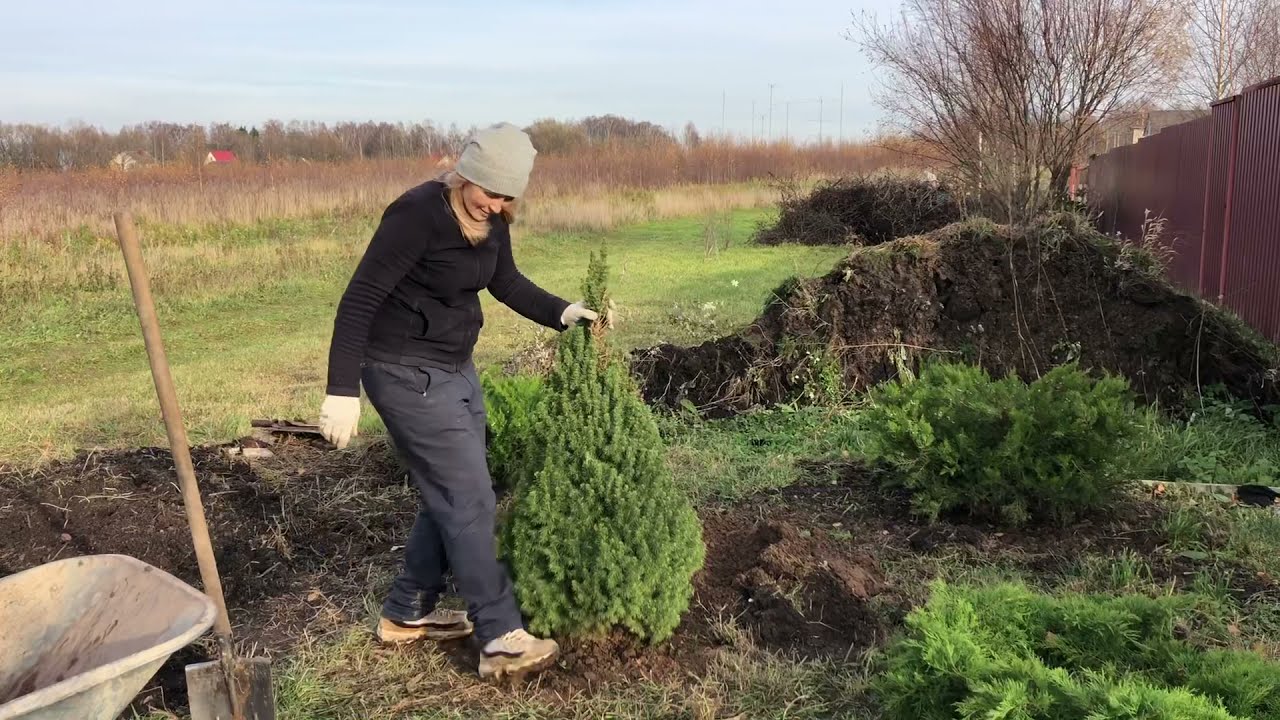 Пересадка хвойных растений - Ель Коника. Сад в конце октября.
