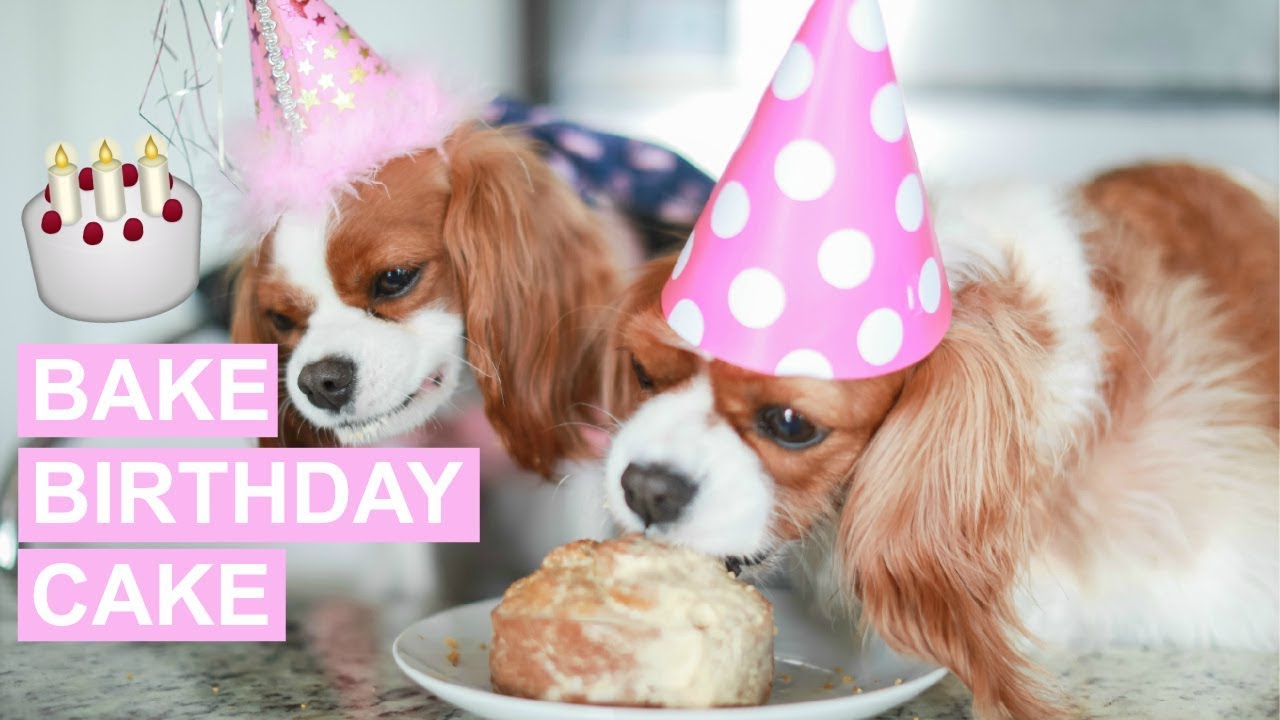 HOW TO BAKE A BIRTHDAY CAKE FOR DOGS | Healthy Organic Dog Cake Recipe