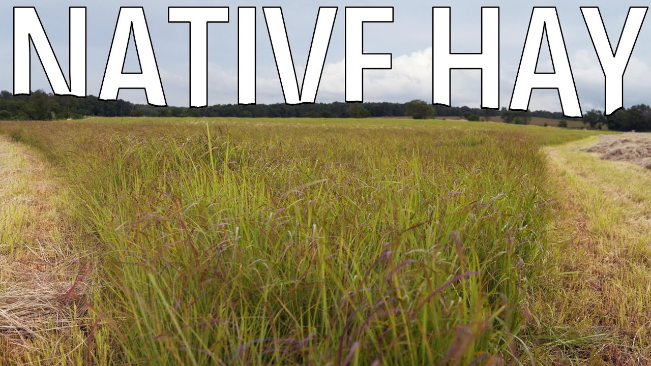 A Farmer's Thoughts on Native Warm Season Grasses For Hay