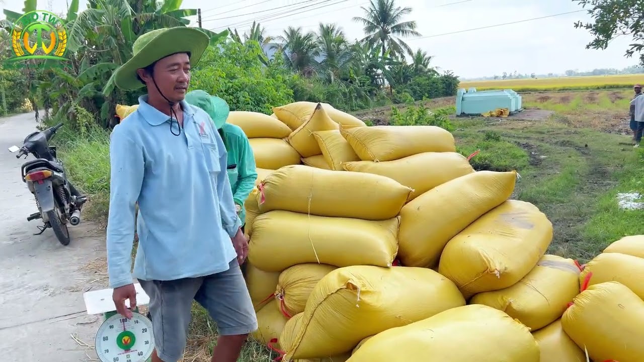 GIÁ LÚA GẠO CUỐI 2025 - ĐẦU 2026 KHỞI SẮC | BIO TRUNG ƯƠNG