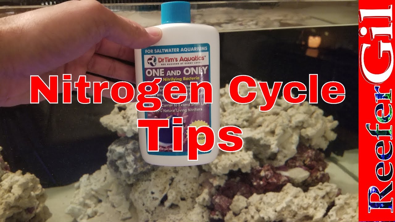 Build Series| Eps. 21| How To Cycle Aquarium Without Fish