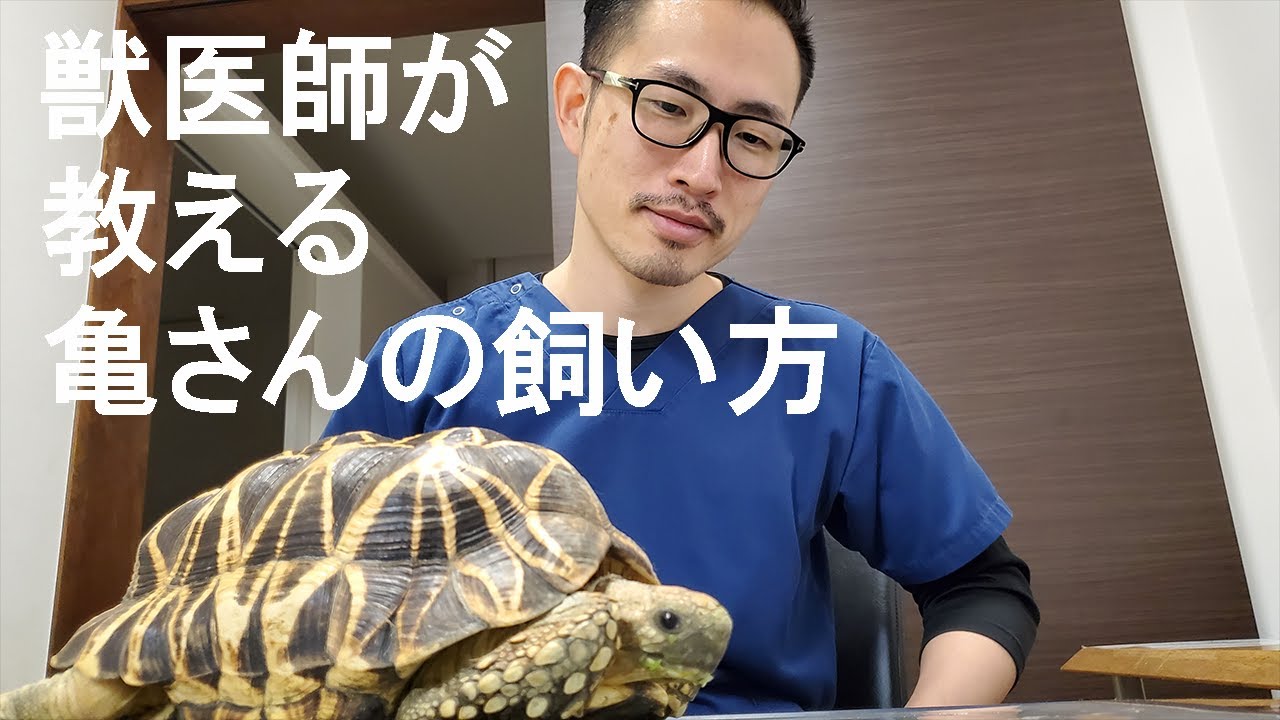 【ミドリガメ・水陸両棲亀】獣医師が教える飼い方のポイント７つ