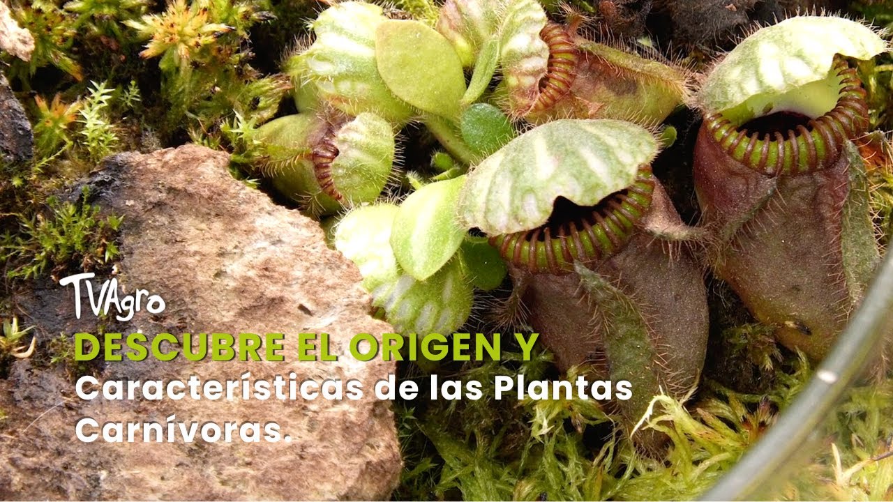 Descubre el Origen y Características de las Plantas Carnívoras - TvAgro por Juan Gonzalo Angel