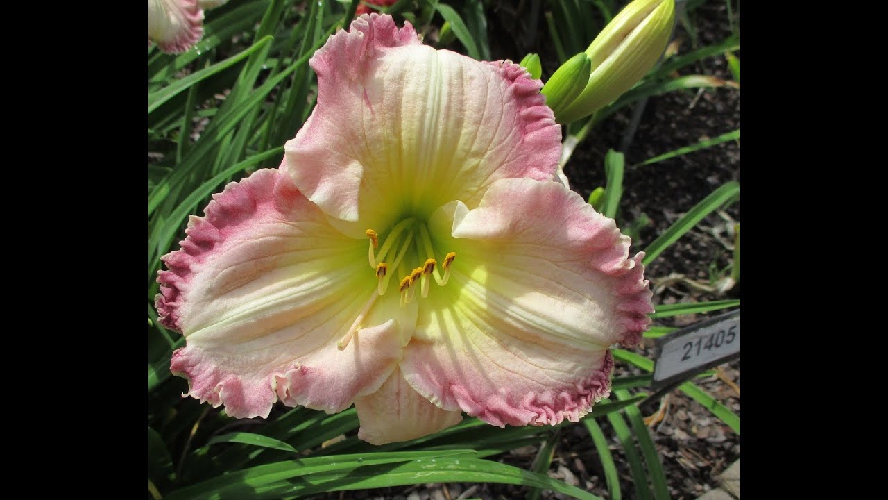 Tom Bruce 2020 & 2021 Daylily Intros. and Futures
