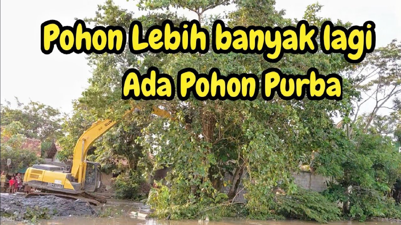GILA❗️POHON PURBA RUBUH JUGA❗️SERU BANYAK POHON PADA TUMBANG❗️#kdm 