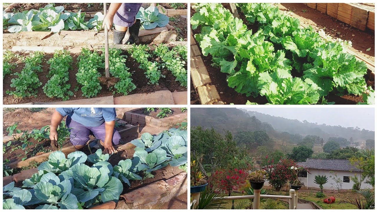 UMA HORTA BEM CUIDADA A COLHEITA SERA ABENÇOADA 